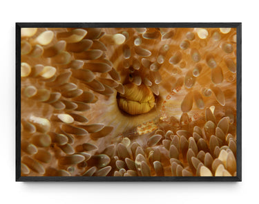 Sun Anemone