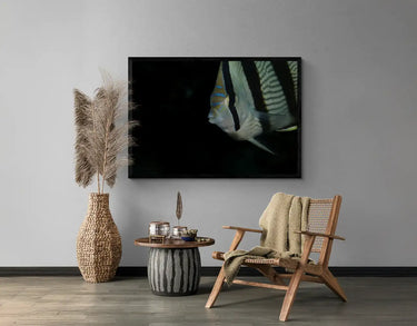 Banded Butterflyfish