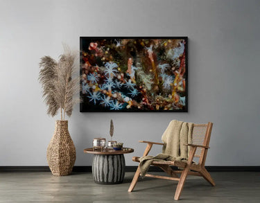 Atlantic Oyster Blenny